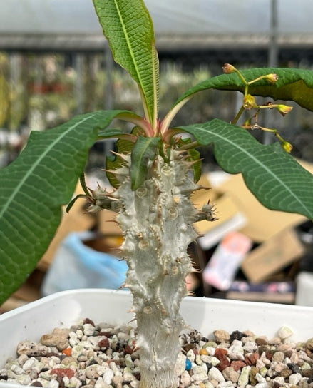 Euphorbia pouliana seeds