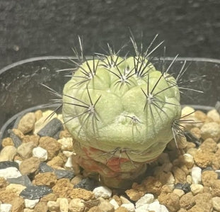 Ortegocactus macdougallii seeds