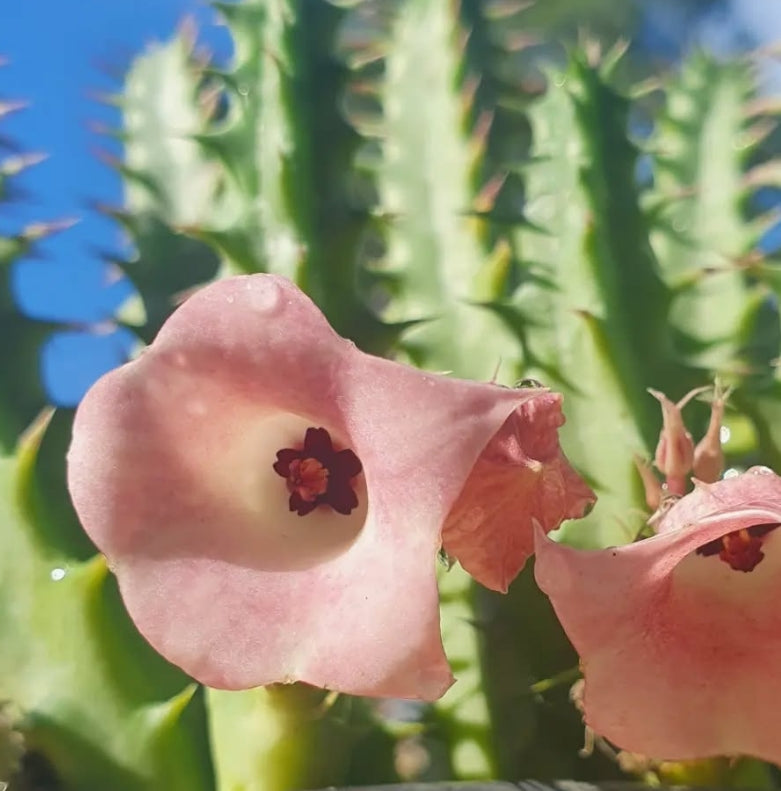 Huernia cv rose seeds