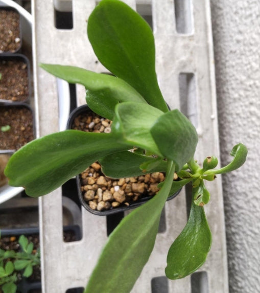 Tylecodon paniculatus seeds