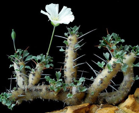 Sarcocaulon crassicaule seeds