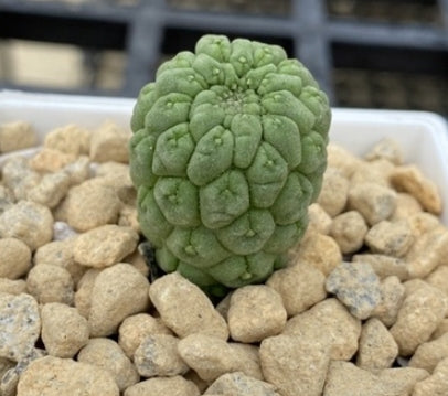 Lavrania cactiformis var. felinum seeds