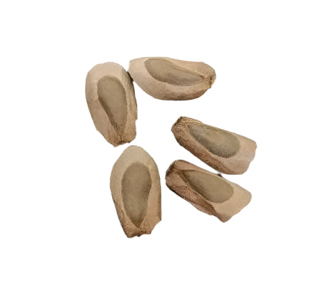 Brachystelma barberae seeds