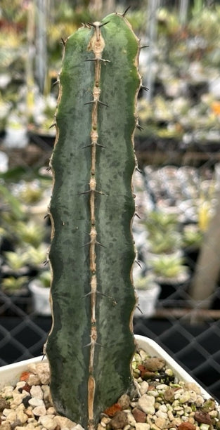 Euphorbia quadrangularis seeds