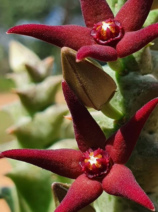 Orbea wissmannii x orbea hesperidum seeds