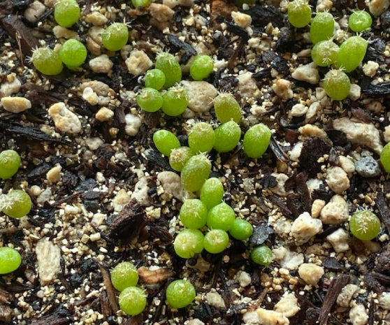 Lophophora williamsii seeds