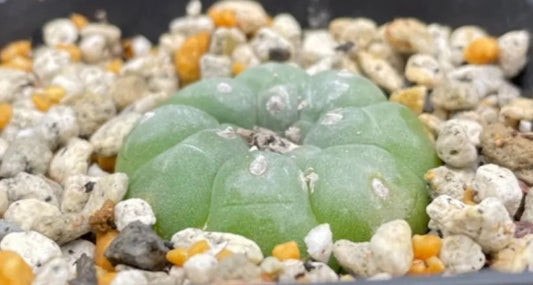 Lophophora williamsii seeds