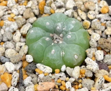 Lophophora williamsii seeds