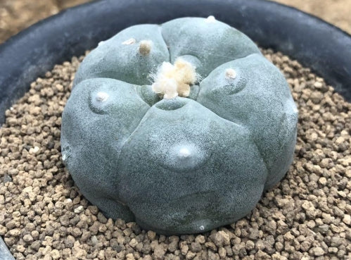 Lophophora williamsii var. texana seeds