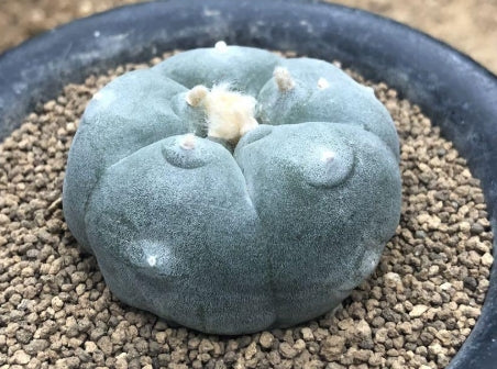 Lophophora williamsii var. texana seeds