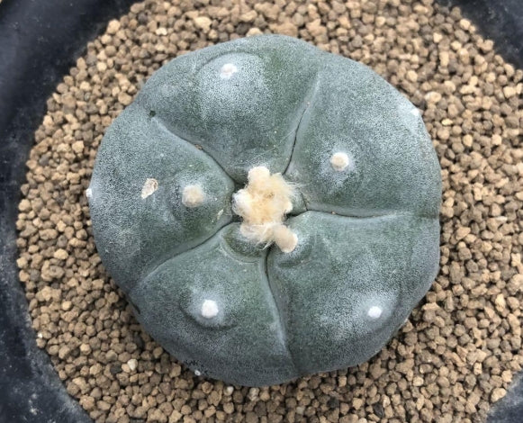 Lophophora williamsii var. texana seeds