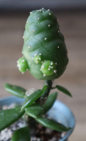 Lophophora Williamsii var. frichii seeds