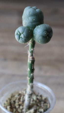 Lophophora Williamsii var. diffusa seeds
