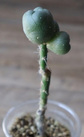 Lophophora Williamsii var. diffusa seeds
