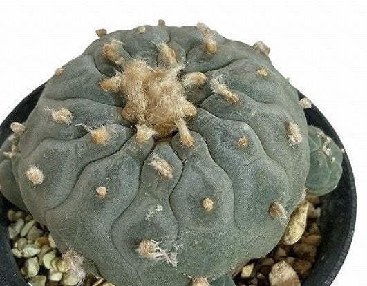 Lophophora williamsii var. decipiens seeds