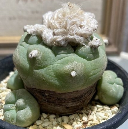 Lophophora williamsii var. decipiens seeds