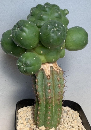 Lophophora Williamsii var. jourdaniana seeds