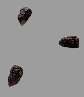 Euphorbia Schoenlandii seeds