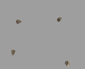 Euphorbia globricauris ( Somalia variety ) seeds