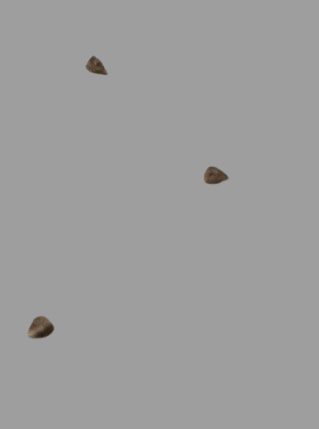 Euphorbia globricauris ( Somalia variety ) seeds