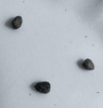 Euphorbia esculenta seeds