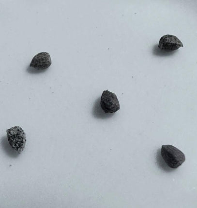 Euphorbia esculenta seeds
