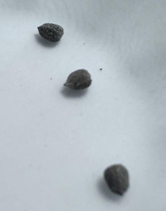 Euphorbia huttonae seeds