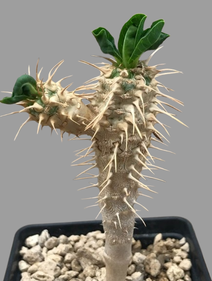 Euphorbia Gilauminiana seeds