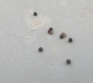 Euphorbia cremersii seeds