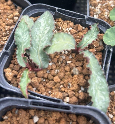 Euphorbia cremersii seeds