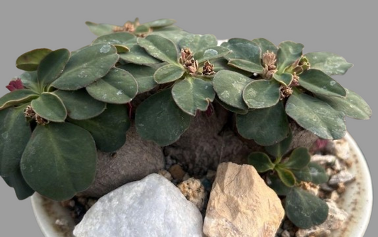 Euphorbia sp.ecklonii seeds