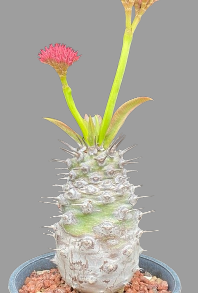 Euphorbia pachypodioides seeds