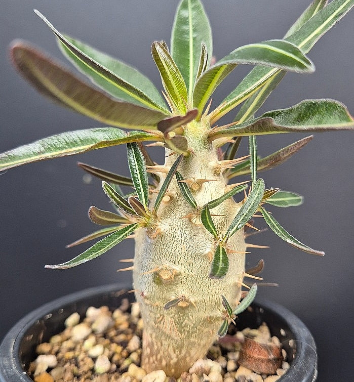 Pachypodium gracilius seeds