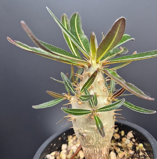 Pachypodium gracilius seeds