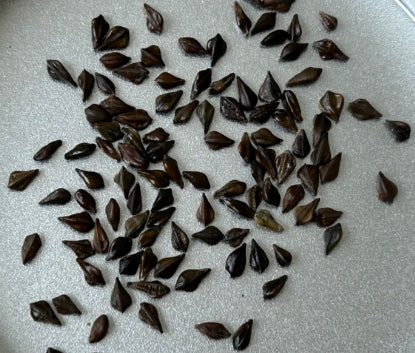 Senna Meridionalis seeds