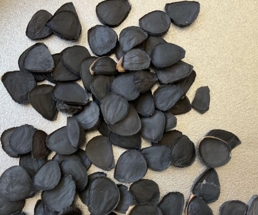 Yucca Rigida seeds