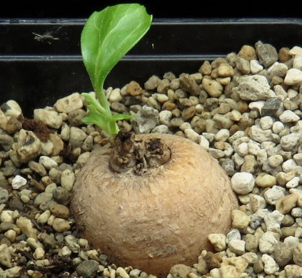 Pterodiscus elliottii seeds