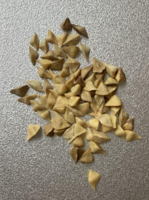 Boswellia frereana seeds
