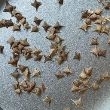 Boswellia neglecta seeds