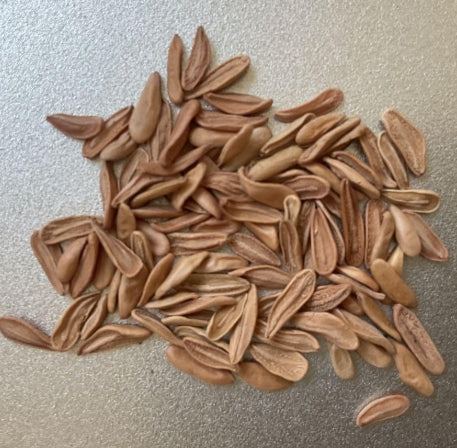 Pachypodium Densiflorum seeds