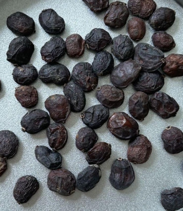 Operculicarya hyphaenoides seeds
