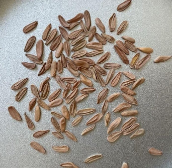 Pachypodium Densiflorum seeds