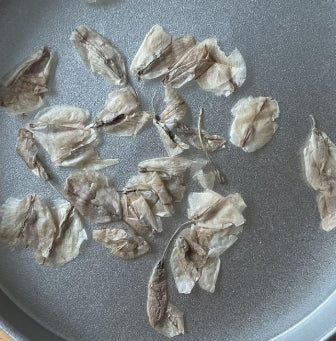 Didierrea madagascariensis seeds