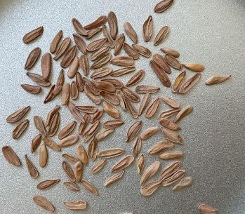 Pachypodium horombense seeds