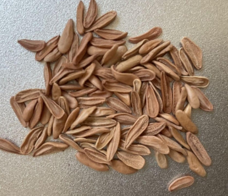 Pachypodium horombense seeds