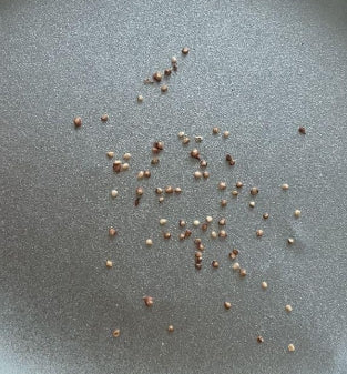 Ficus petiolaris seeds