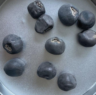 Ensete ventricosum seeds