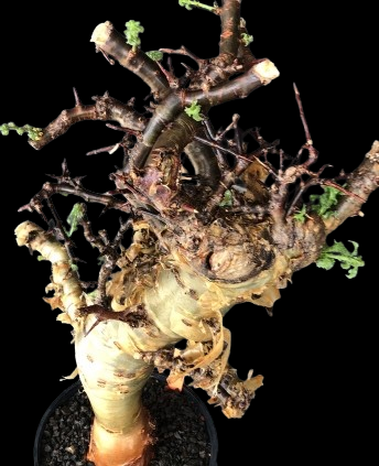 Commiphora Emminii seeds