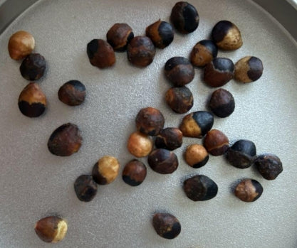 Commiphora orbicularis seeds