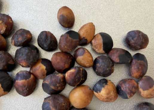 Commiphora orbicularis seeds